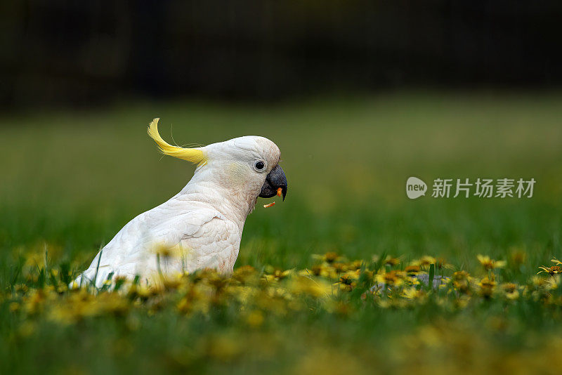 凤头鹦鹉(Cacatua galerita)